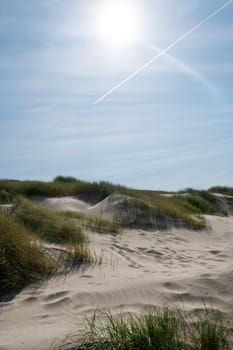 Dunes landscape  with beach grass, contrail  and sun on the North Sea coast in the Netherlands
