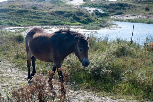 Konik wild horses and Exmoor ponies live in a dune landscape in a nature reserve, for a natural management of the dunes to curb the proliferation of the bushes, near Egmond aan Zee in the Netherlands