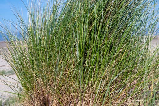 Marram grass on a sand dune in close-up