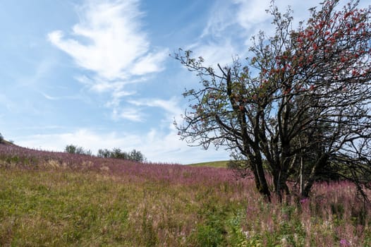 Blooming willowherb ( Epilobium angustifolium ) on a green meadow with a tree