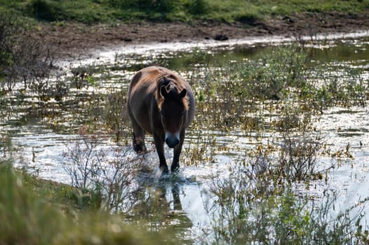 Konik wild horses and Exmoor ponies live in a dune landscape in a nature reserve, for a natural management of the dunes to curb the proliferation of the bushes, near Egmond aan Zee in the Netherlands