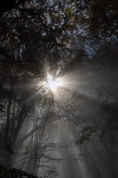 Sun shines in the morning fog in a forest in autumn
