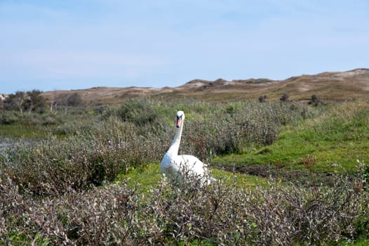 A white swan ( Cygnus ) stands in a dune landscape,  in a nature reserve near Egmond aan Zee in the Netherlands