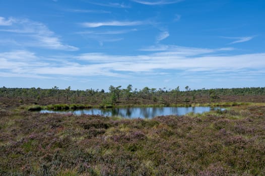 Moor eyes in the black moor with broom heather in the high Rhoen, Bavaria, Germany