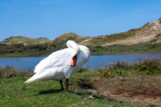 A white swan  (Cygnus ) stands on the shore of a lake and grooms its feathers in the green nature