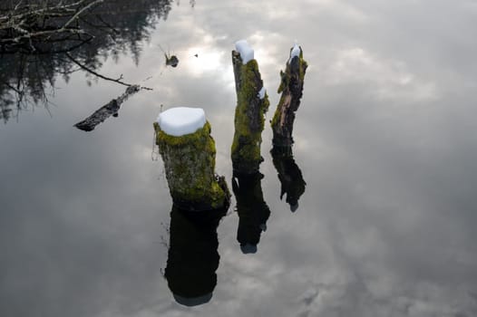 Some tree trunks in the water of a lake, covered with snow and with reflections in the water