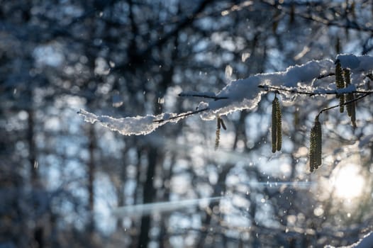 Small snow-covered hazel bush  branches in a forest in the evening light