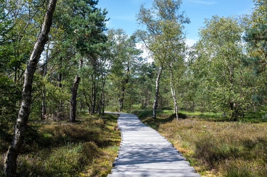 Black moor in the Rhoen, Bavaria, Germany, in summer  with a new moor path and forest  in sunlight