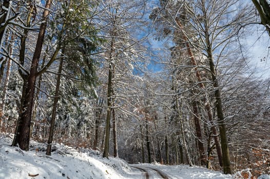 Trees full of snow in a forest with a field path on a sunny winter day in the Spessart, Bavaria, Germany