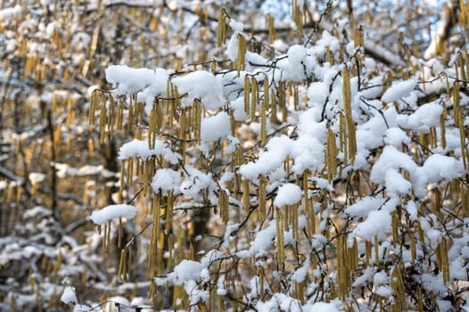 Hazel bush with flowers in winter ( Corylus avellana ) covered in snow in winter