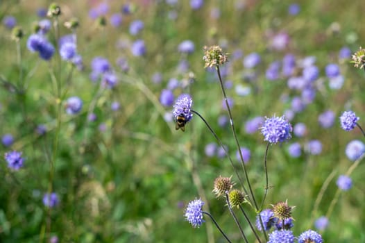 A bee   (  Apoidea  )  on a flower  in green nature with copy space