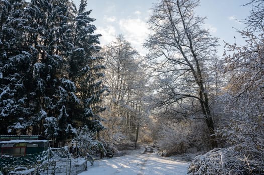 A lonely road in winter, between trees with snow