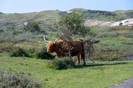 A Scottish Highland cattle in the dune hinterland, standing between the branches on a tree in a nature park near Egmond aan Zee in the Netherlands