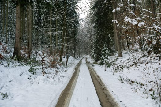 Trees full of snow in a forest with a field path on a winter day in the Spessart, Bavaria, Germany