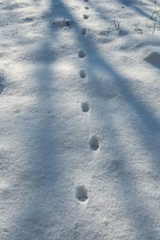 Cat footprints in the white snow