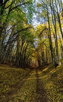 Beautiful autumn forest in the mountains of Crimea. A leaffall in the woods.