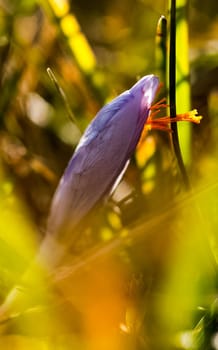 Blossoming of forest herbs. Purple flowers.