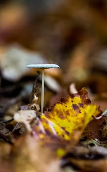 A translucent mushroom on a forest litter among autumn leaves.