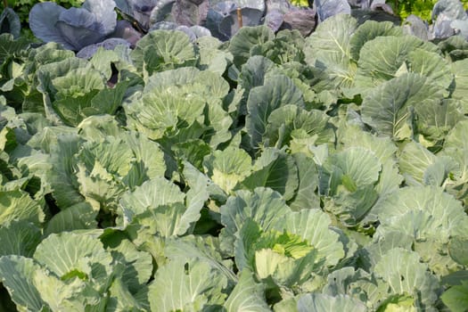 Thai agricultural produce to be exhibited at the fair, stock photo