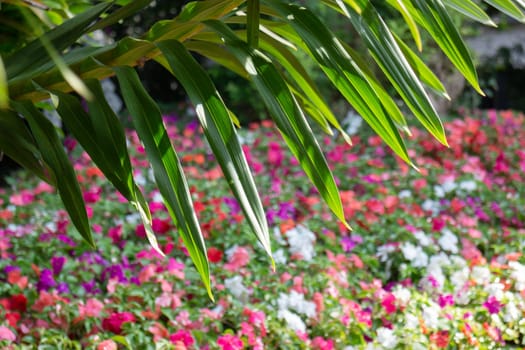 Thai agricultural produce to be exhibited at the fair, stock photo