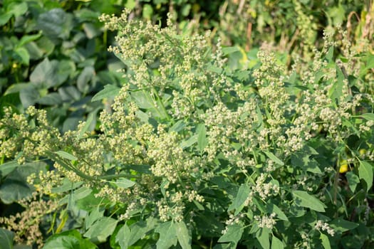 Thai agricultural produce to be exhibited at the fair, stock photo