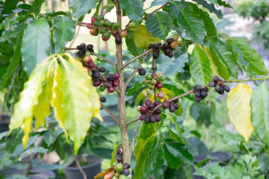 Thai agricultural produce to be exhibited at the fair, stock photo