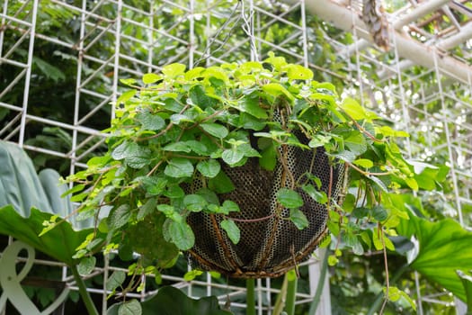 Thai agricultural produce to be exhibited at the fair, stock photo