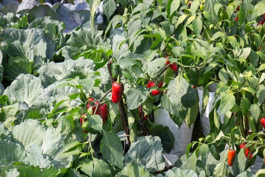 Thai agricultural produce to be exhibited at the fair, stock photo