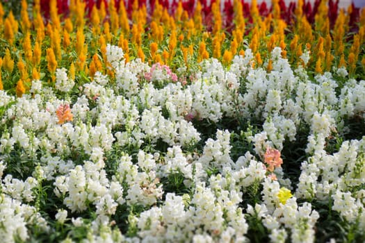 Thai agricultural produce to be exhibited at the fair, stock photo