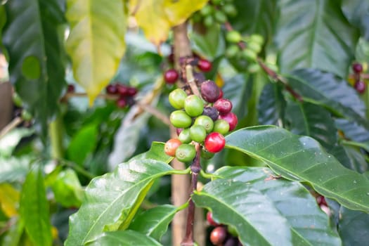 Thai agricultural produce to be exhibited at the fair, stock photo