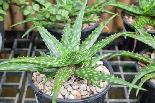 Thai agricultural produce to be exhibited at the fair, stock photo