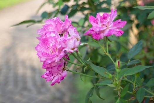 Thai agricultural produce to be exhibited at the fair, stock photo