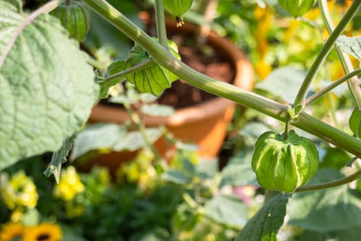 Thai agricultural produce to be exhibited at the fair, stock photo