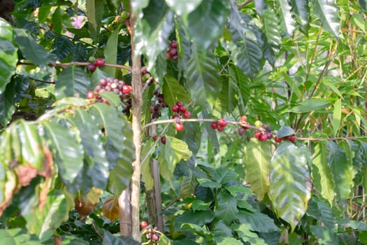 Thai agricultural produce to be exhibited at the fair, stock photo