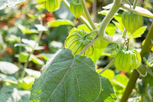Thai agricultural produce to be exhibited at the fair, stock photo