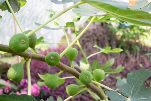 Thai agricultural produce to be exhibited at the fair, stock photo