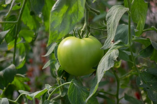 Thai agricultural produce to be exhibited at the fair, stock photo