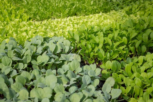 Thai agricultural produce to be exhibited at the fair, stock photo