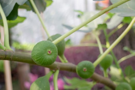 Thai agricultural produce to be exhibited at the fair, stock photo