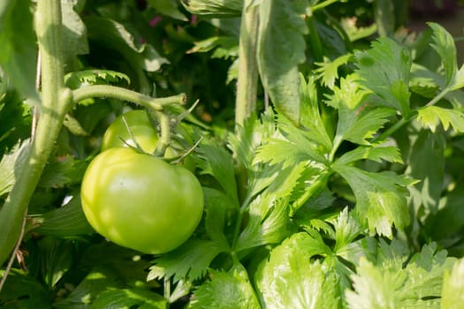 Thai agricultural produce to be exhibited at the fair, stock photo