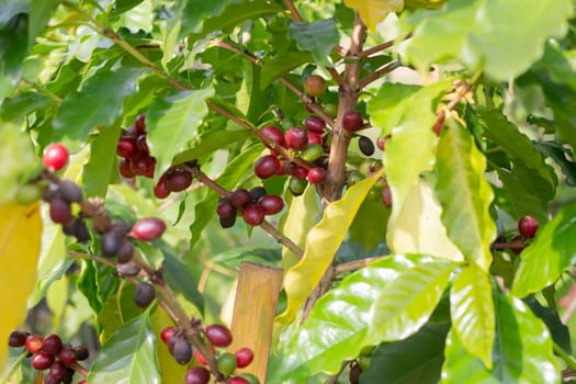 Thai agricultural produce to be exhibited at the fair, stock photo