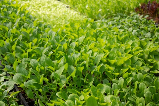 Thai agricultural produce to be exhibited at the fair, stock photo