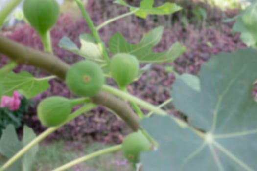 Thai agricultural produce to be exhibited at the fair, stock photo