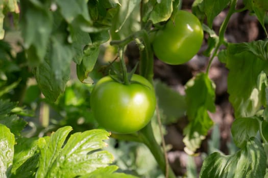 Thai agricultural produce to be exhibited at the fair, stock photo
