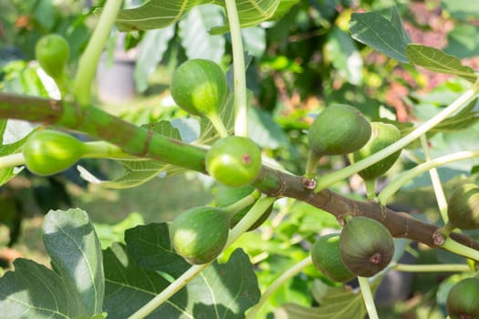 Thai agricultural produce to be exhibited at the fair, stock photo