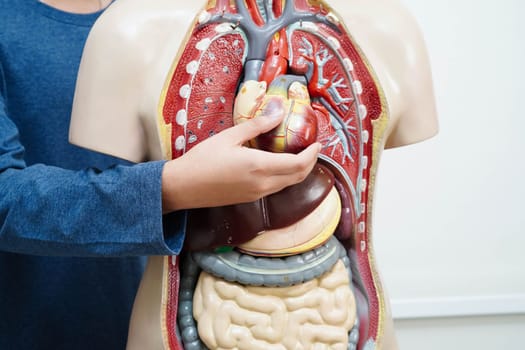 Asian student learning with human body model in anatomy biology in classroom at high school.
