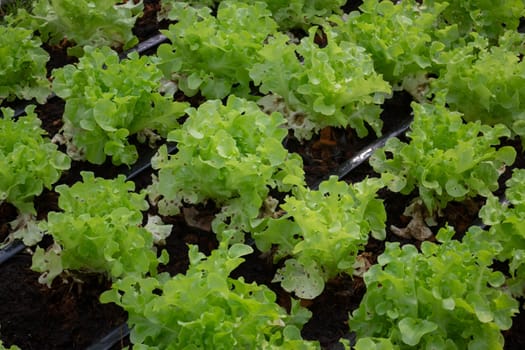 Thai agricultural produce to be exhibited at the fair, stock photo
