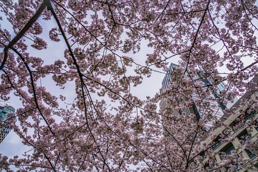 Sky and of Roppongi full bloom cherry cloudy. Shooting Location: Tokyo metropolitan area