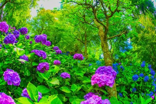 Hydrangea image in June. Shooting Location: Kamakura City, Kanagawa Prefecture
