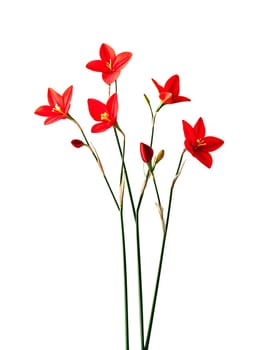 Vibrant red flowers stand tall in a slender vase, showcasing their delicate petals and green stems against a bright background.